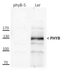 PhyB | Phytochrome B (dicots) in the group Antibodies Plant/Algal  / Developmental Biology / Photomorphogenesis at Agrisera AB (Antibodies for research) (AS21 4566)